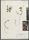 Foto von Salix herbacea L.